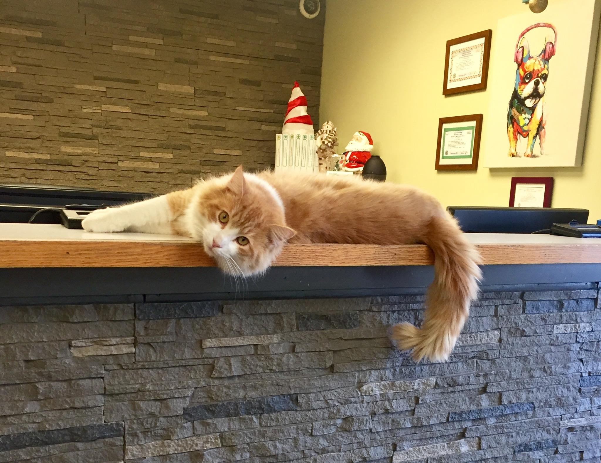 Airport Pet Emergency Clinic