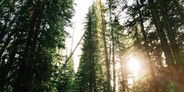 Forge Mountain Campground