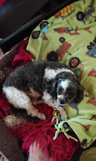 Gina’s Scissor Works Pet Grooming