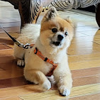 Gina’s Scissor Works Pet Grooming