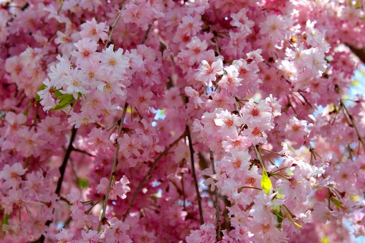 History of Carter County’s Trains